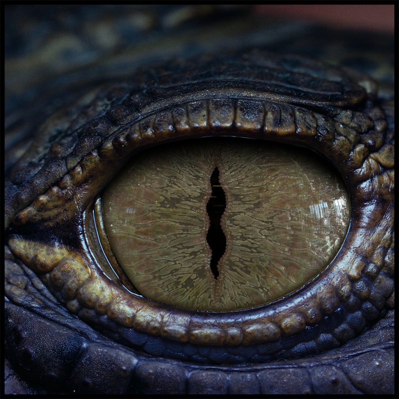 Глаз рептилии