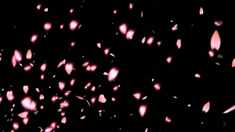 Падающие лепестки Сакуры