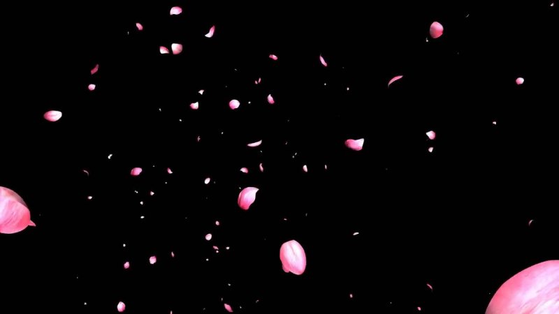 Лепесток Сакуры