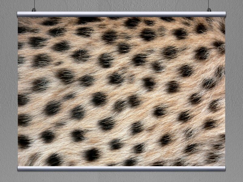 Шерсть гепарда
