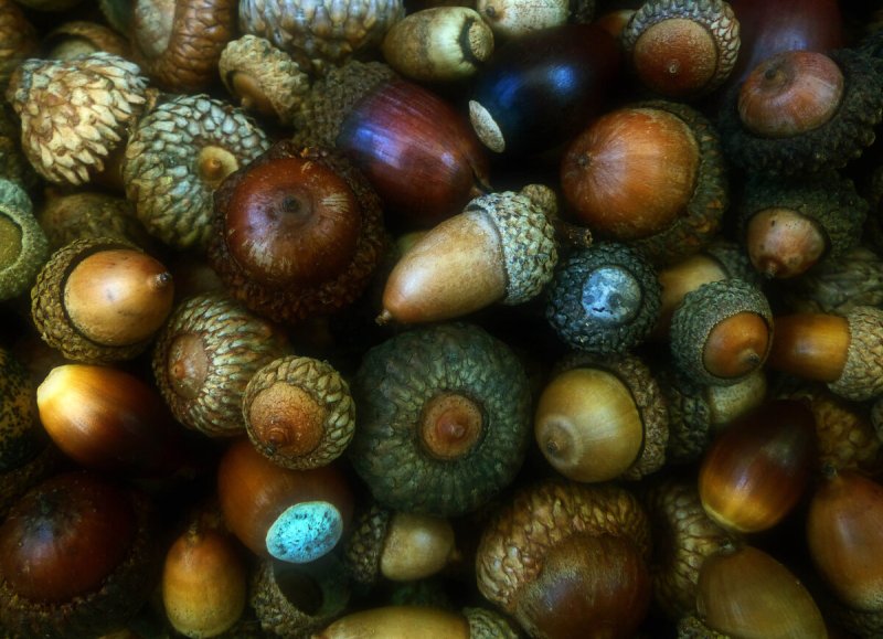 Много желудей