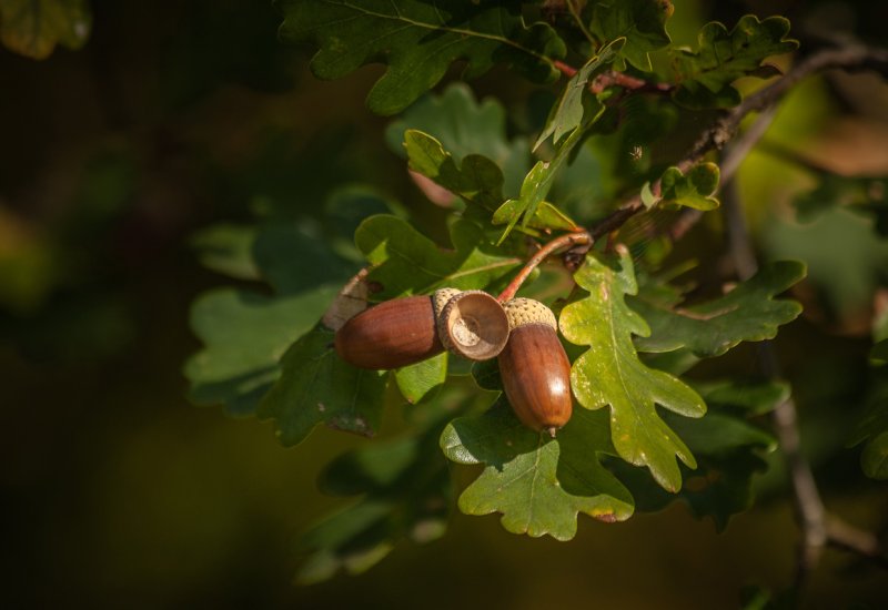 Желуди ягоды