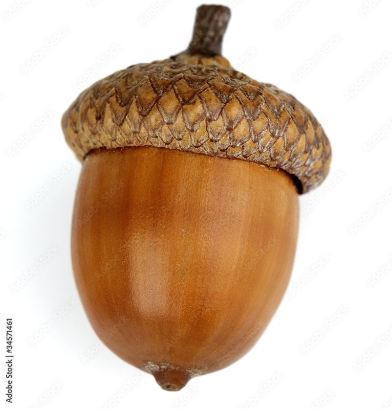 Желудь для детей