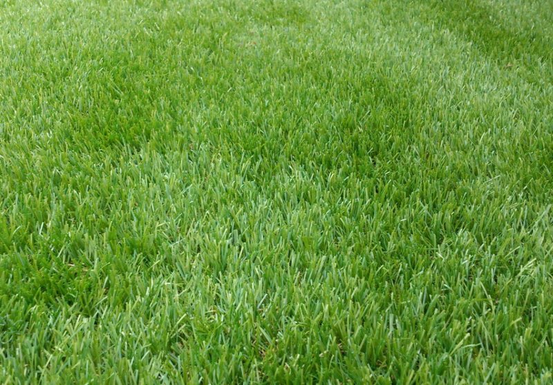 Газон Американ Грин