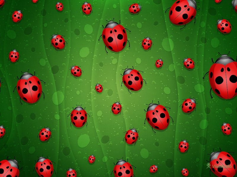 Божьи коровки