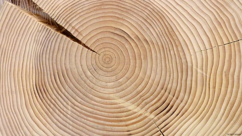 Годичные (годовые) кольца древесины