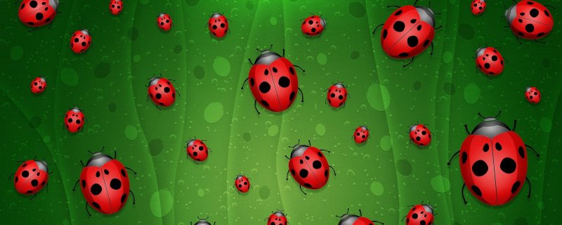 Божьи коровки