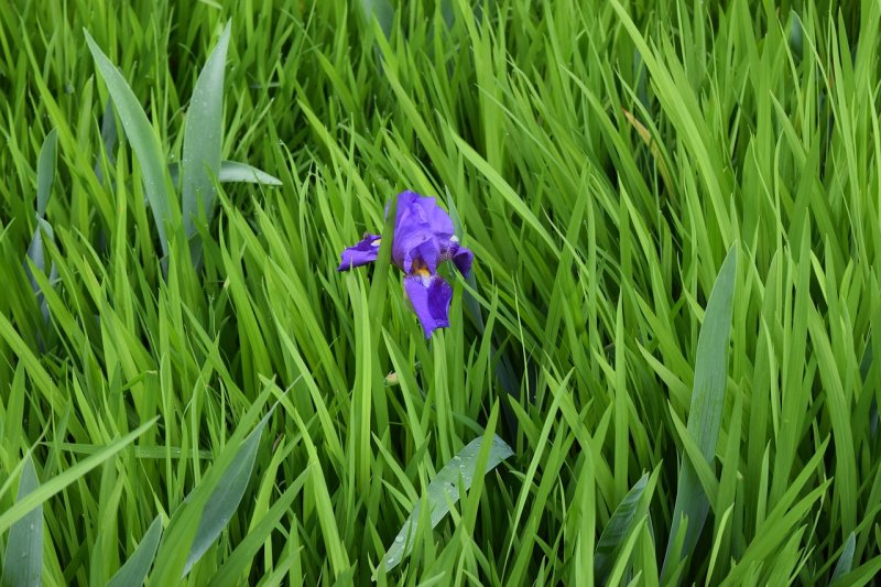 Ирис полевой