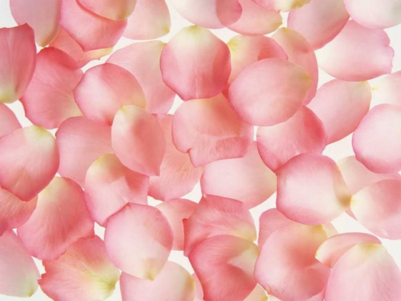 Лепестки розовых роз