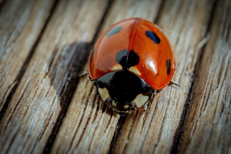 Божьи коровки