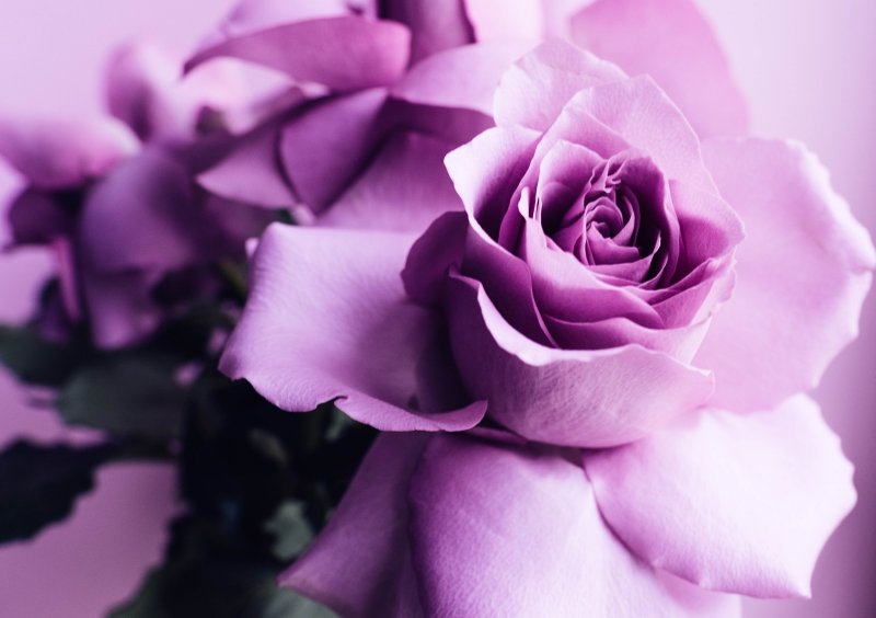 Фиолетовые розы