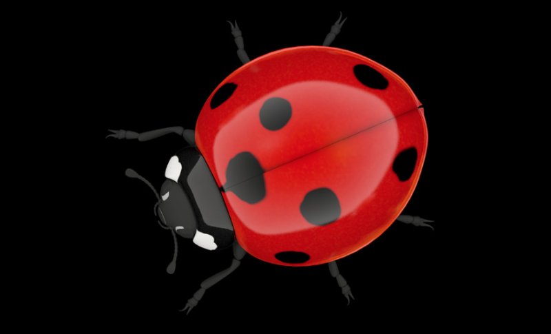 Божья коровка на темном фоне