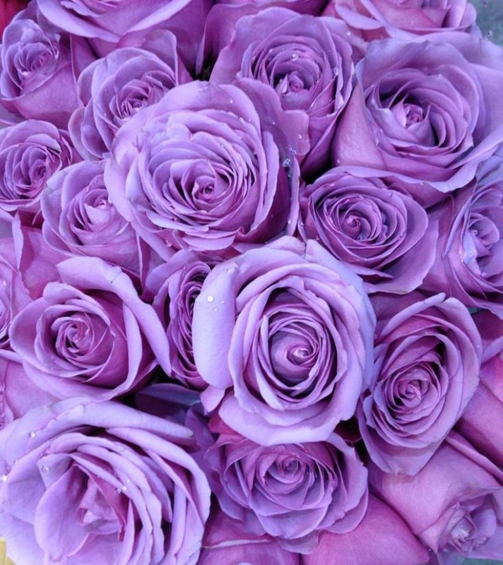 Роза Пурпл фиолетовый