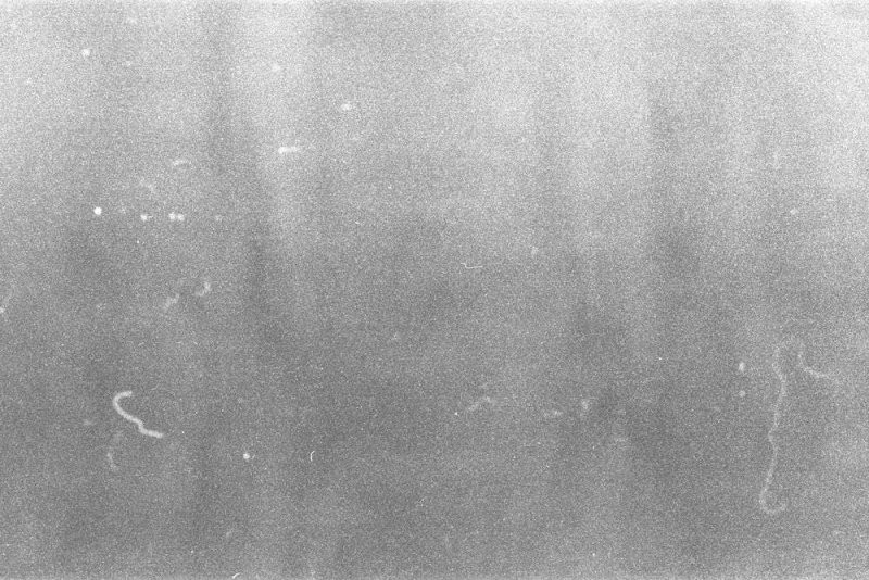 Скан пленочного зерна Ilford Delta 400pr