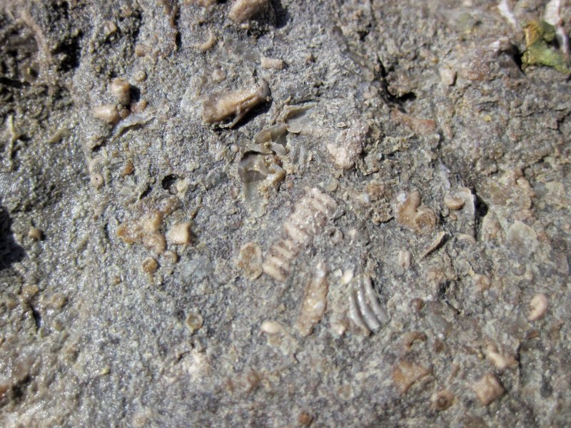 Биогенные отложения