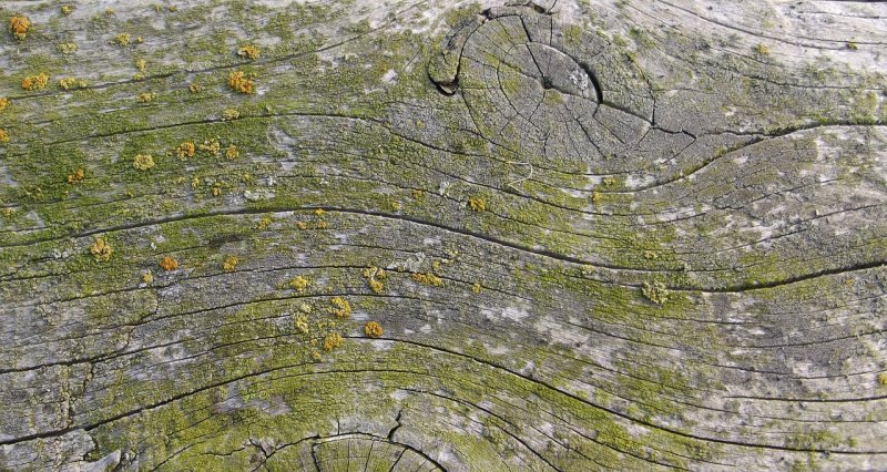 Текстура старого дерева