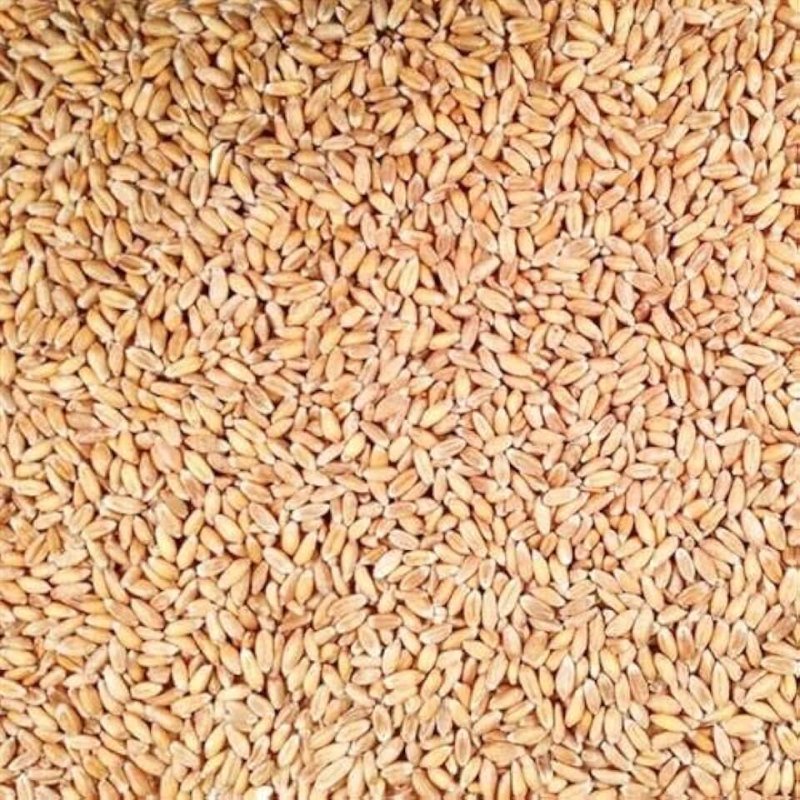 Текстура зерно