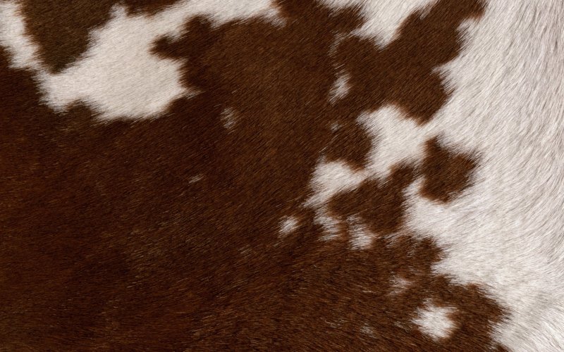 Шкура коровы