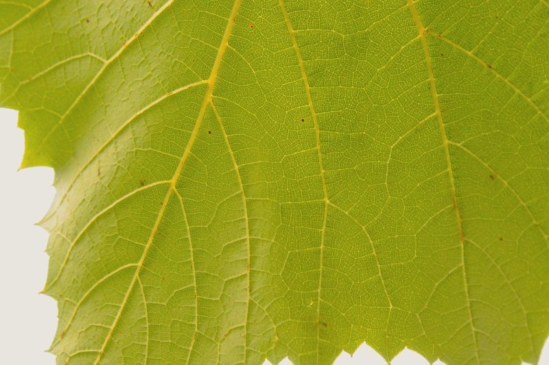 Текстура листа березы