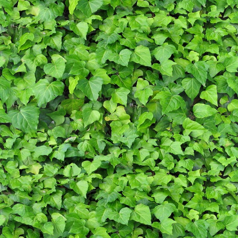 Берёзовая листва текстура