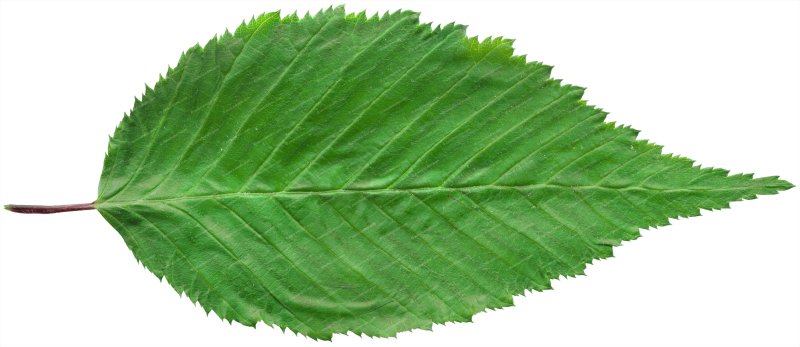 Листья без фона