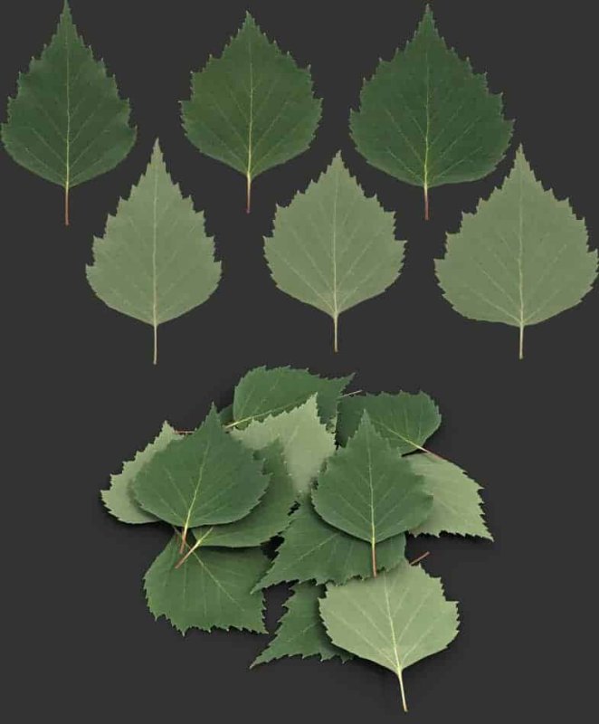 Береза для foliage 3ds Max