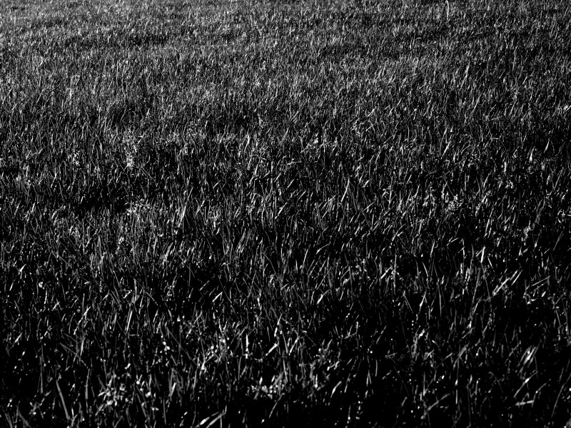 Текстура травы