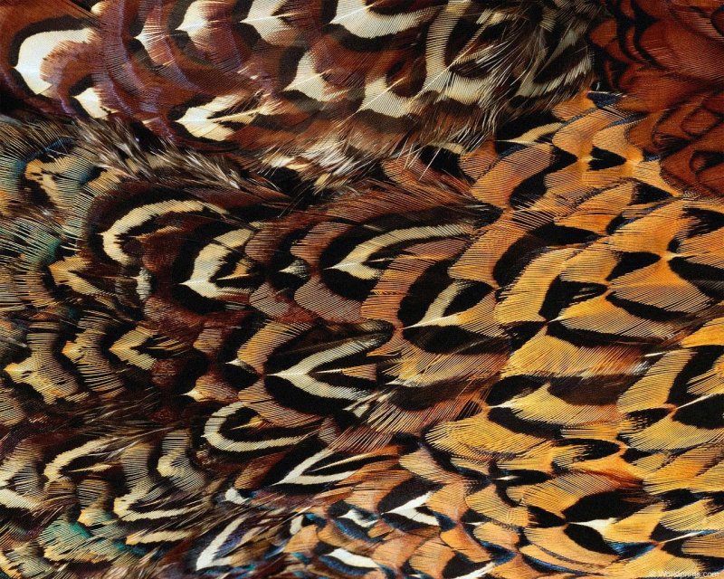 Кожа животных