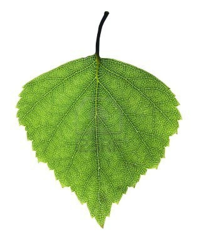 Берёза листья