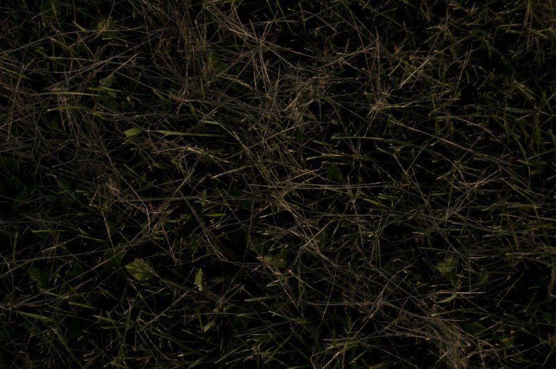Текстура травы