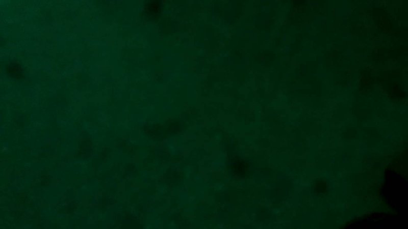 Тёмно-зелёный цвет