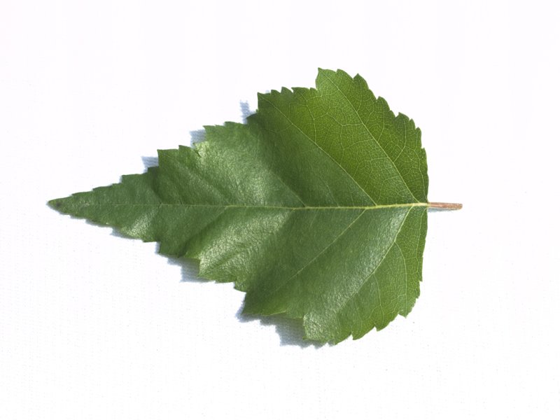 Березовый лист