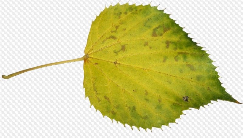 Березовый листок