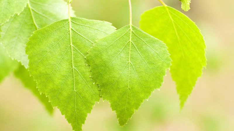 Берёза листья