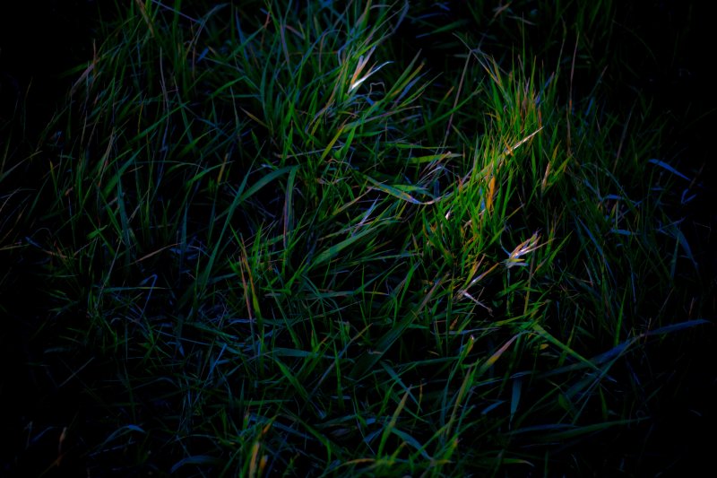 Трава ночью