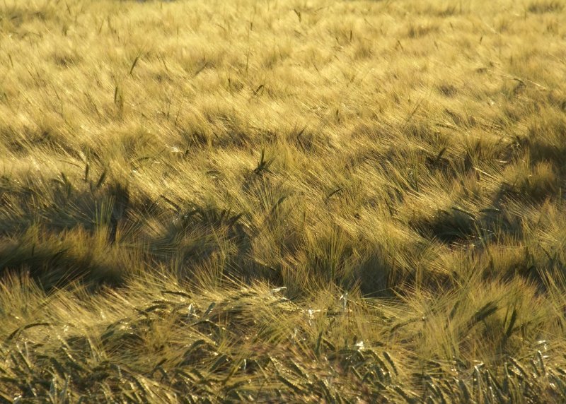 Поле пшеницы вид сверху