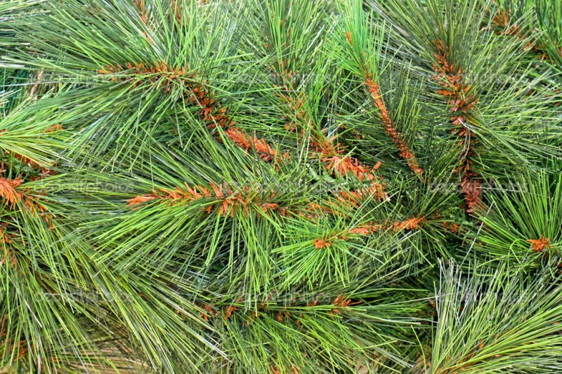 Сосновые иголки