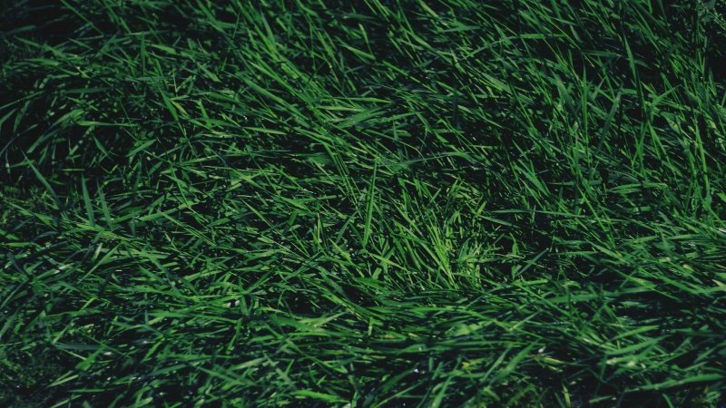 Трава сверху