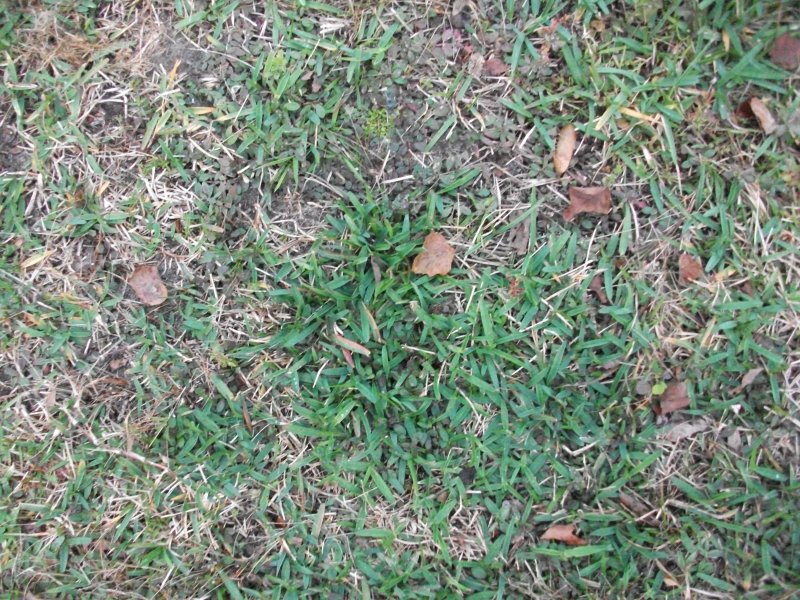 Жухлая трава