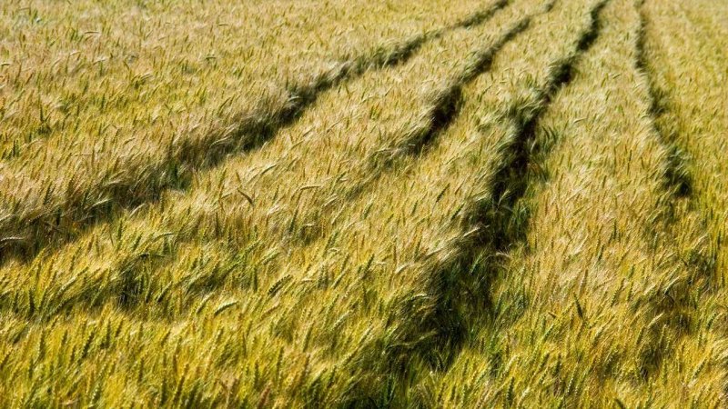 Поле вид сверху