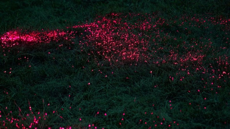 Поляна со светящимися цветами