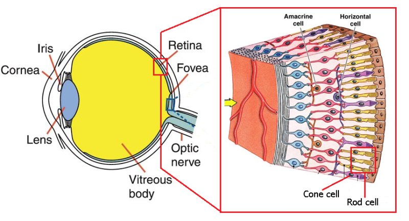 Строение глаза анатомия палочки и колбочки