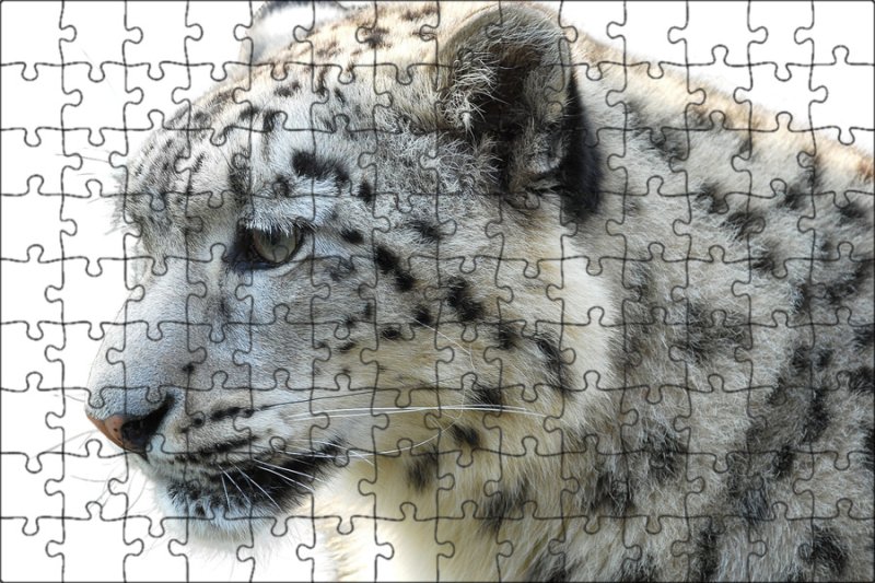 Белый леопард