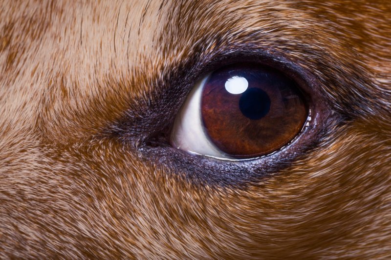 Собачий глаз