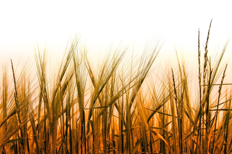 Колосья пшеницы
