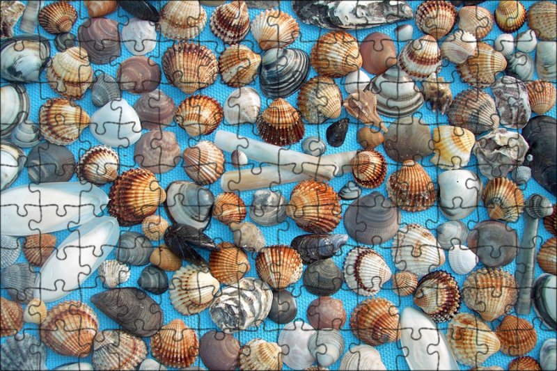 Морская тематика ракушки