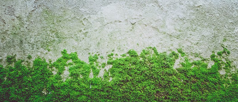 Мох на бетоне