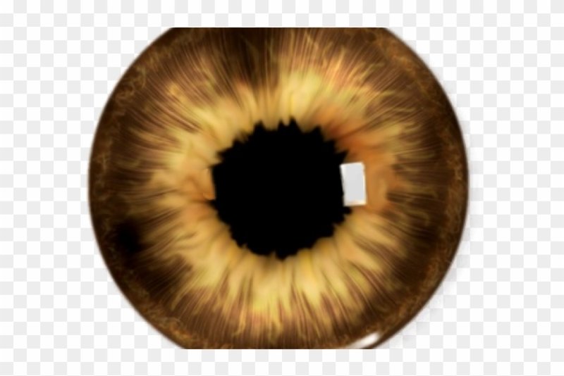 Карие зрачки для фотошопа