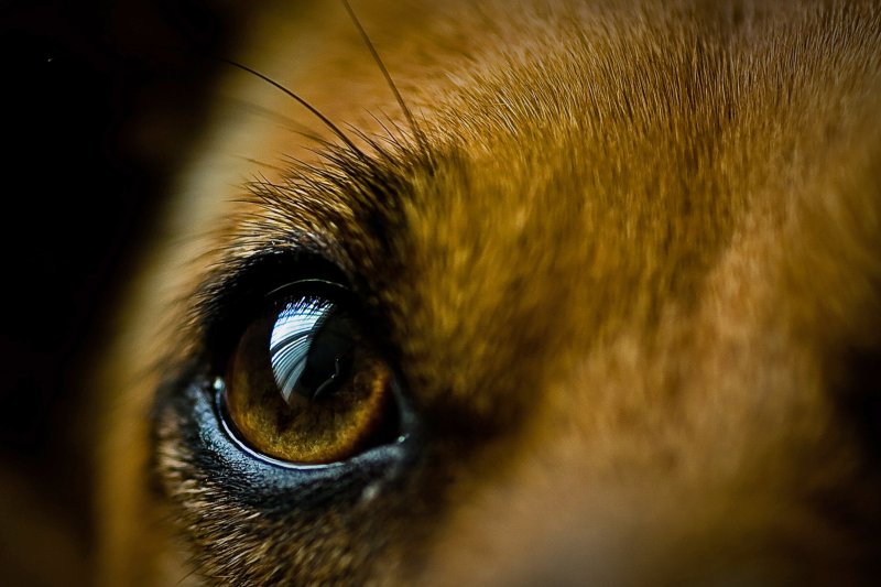Макросъемка глаза животных
