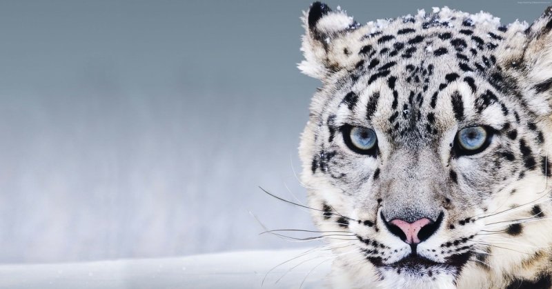 Снежный Барс (Ирбис, снежный леопард)